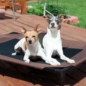 Dogs Sitting on The Dog Bed